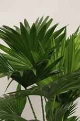 Livistona Rotundifolia — Ø17 cm — H70 cm - Verdeia - 2