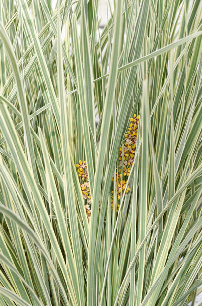 Lomandra longifolia ‘White Sands’ – D19cm x H40cm - Verdeia