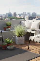 Lomandra longifolia ‘White Sands’ – D19cm x A40cm - Verdeia - 1