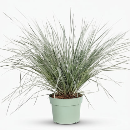 Lomandra longifolia ‘White Sands’ – D19cm x H40cm - Verdeia