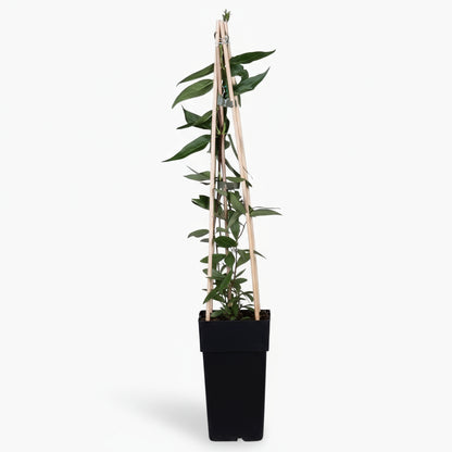 Lonicera henryi – Chèvrefeuille grimpant persistant – D15cm x H65cm - Verdeia