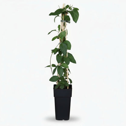 Lonicera japonica ‘Halliana’ – Chèvrefeuille blanc parfumé – D15cm x H65cm - Verdeia