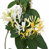 Lonicera japonica &