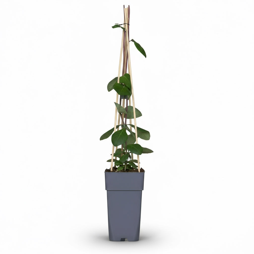 Lonicera periclymenum ‘Belgica’ – Caprifoli perfumat de bosc – D15cm x A65cm - Verdeia - 2