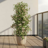 Lonicera periclymenum ‘Serotina’ – Madreselva trepadora perfumada – D15cm x A65cm - Verdeia - 3