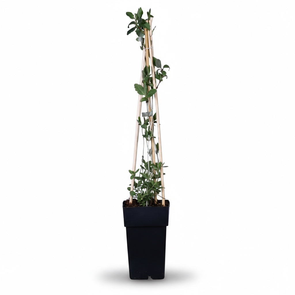 Lonicera periclymenum ‘Serotina’ – Lligabosc enfiladís perfumat – D15cm x H65cm - Verdeia - 2