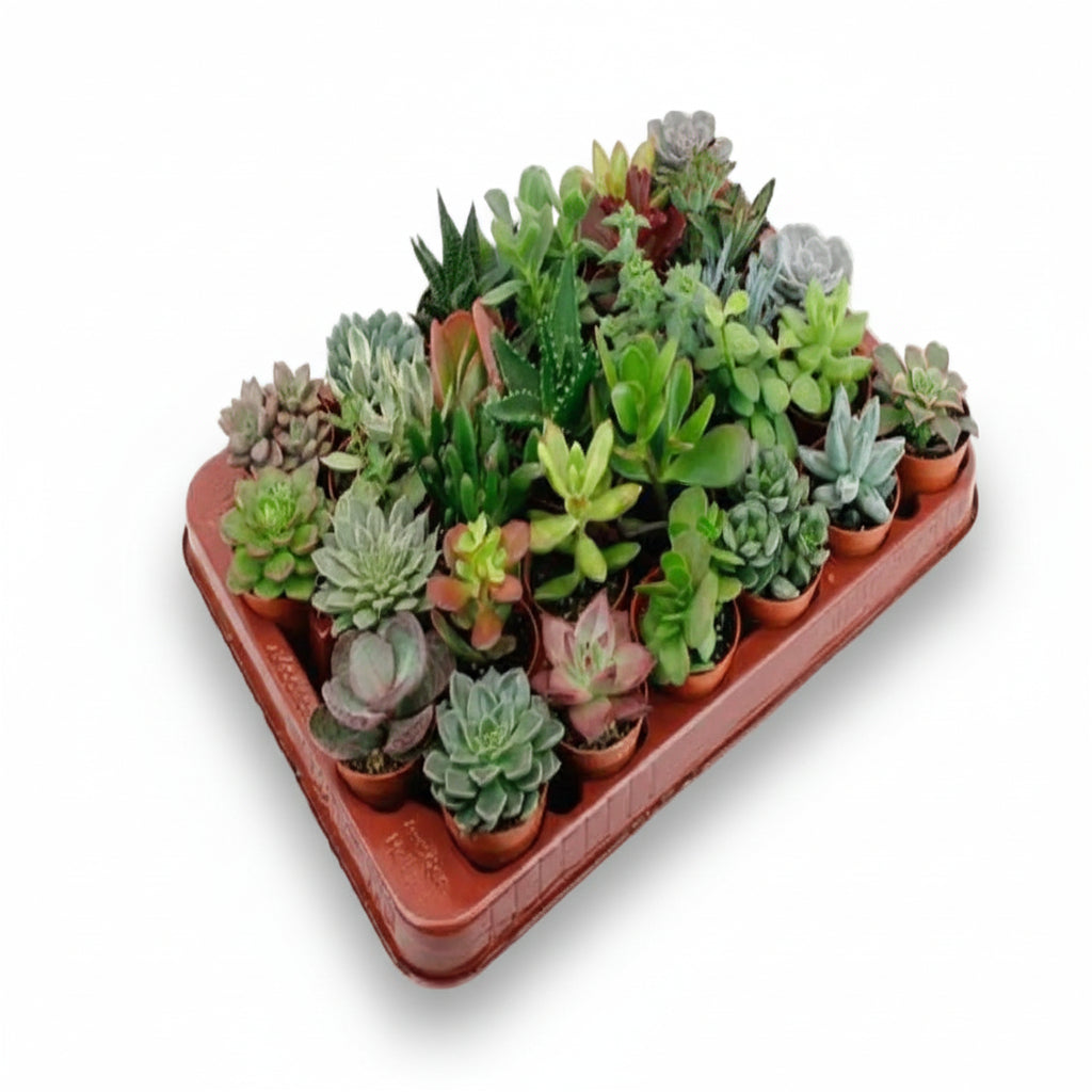 Lote de 30 Suculentas Variadas — Ø5,5 cm - Verdeia - 1