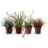Lot de 4 graminées Festuca, Carex et Uncinia (Bleu, jaune, vert et rouge) — H50 cm | 4 pots Ø17 cm - Verdeia - 1