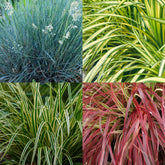 Lot de 4 graminées Festuca, Carex et Uncinia (Bleu, jaune, vert et rouge) — H50 cm | 4 pots Ø17 cm - Verdeia - 2