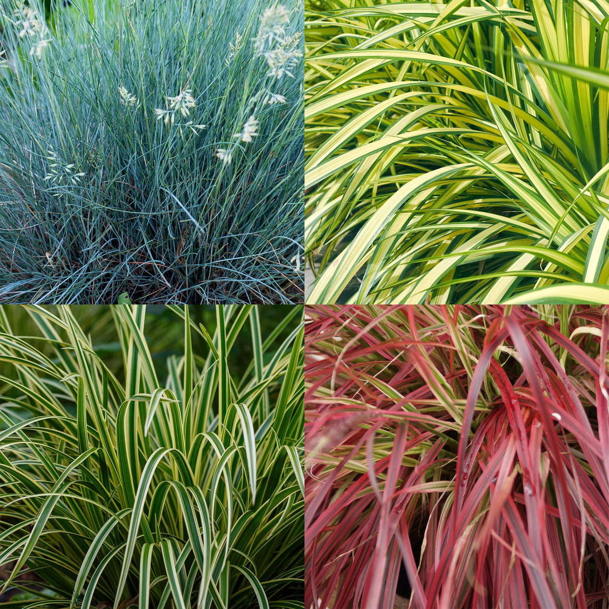 Lot de 4 graminées Festuca, Carex et Uncinia (Bleu, jaune, vert et rouge) — H50 cm | 4 pots Ø17 cm - Verdeia - 2