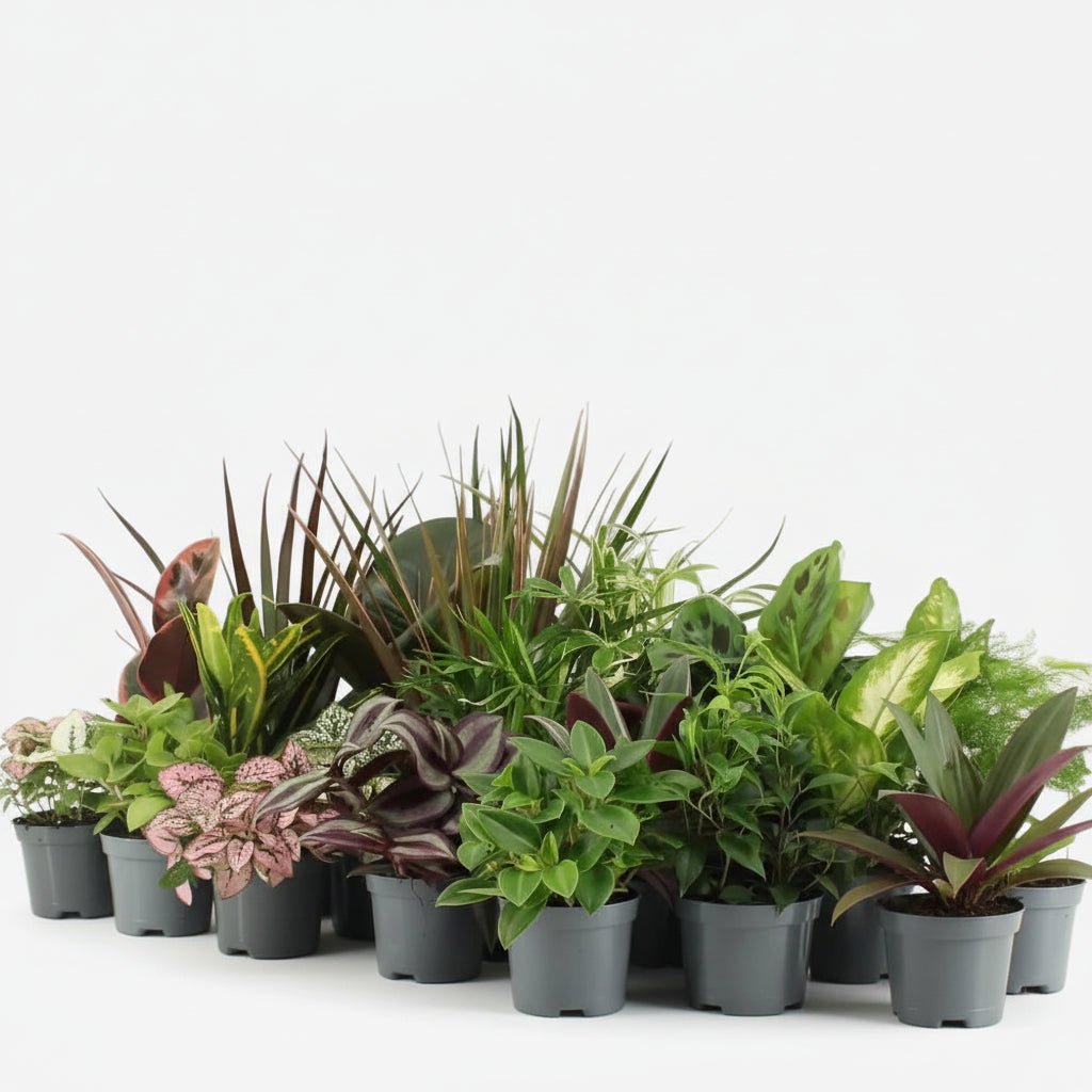 Lot surprise — 24 mini plantes d&