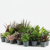 Lot surprise — 24 mini plantes d&