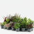 Lot surprise — 24 mini plantes d&