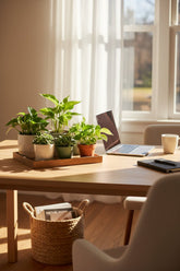 Lot surprise — 6 Epipremnum (Pothos) - H15 cm | Pot Ø12 cm - Verdeia - 3