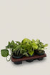 Lot surprise — 6 Epipremnum (Pothos) - H15 cm | Pot Ø12 cm - Verdeia - 1