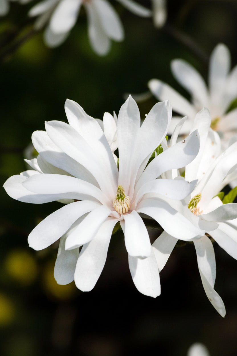 Magnolia stellata sur tige (Magnolia étoilé) — H90 cm | Pot Ø19 cm - Verdeia - 1