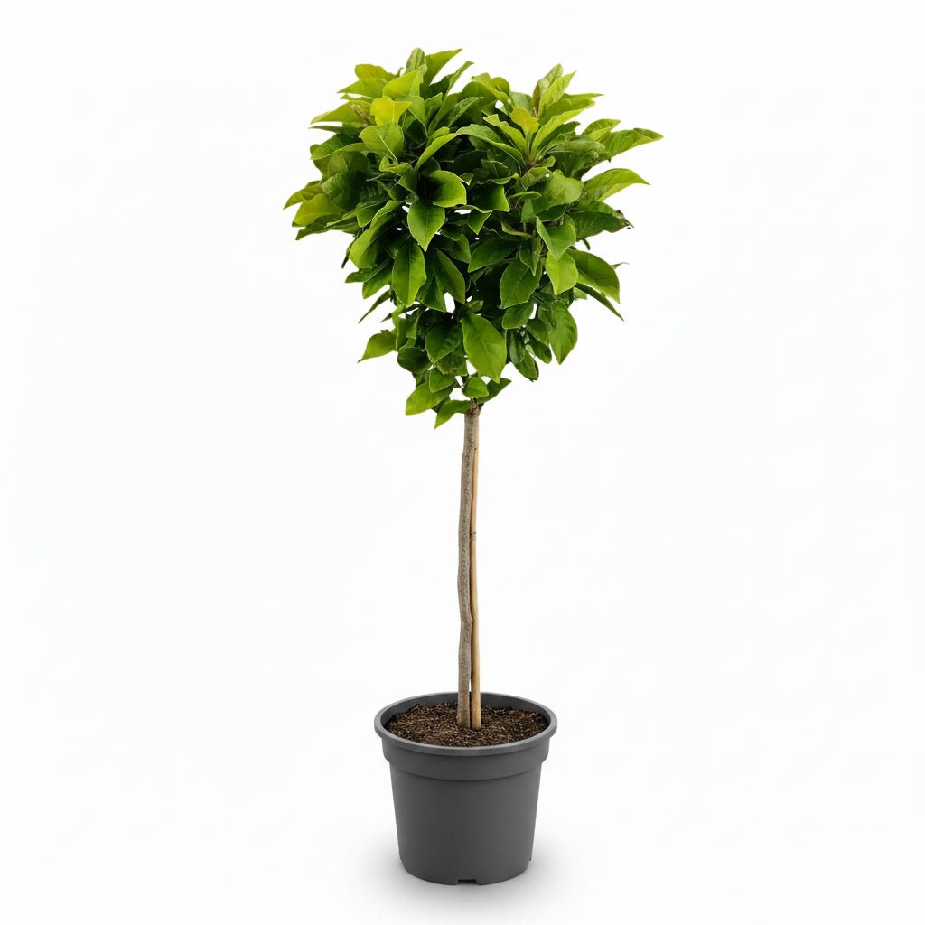 Magnolia &