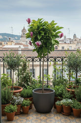 Magnolia &