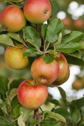 Malus domestica &