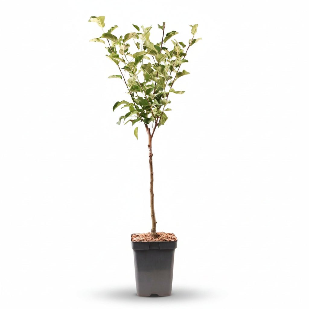 Malus domestica &