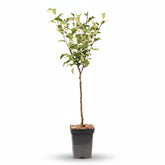 Malus domestica &