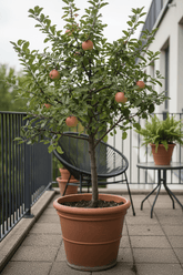Malus Domestica Elstar — Manzano — Ø19 cm — H60 cm - Verdeia - 5
