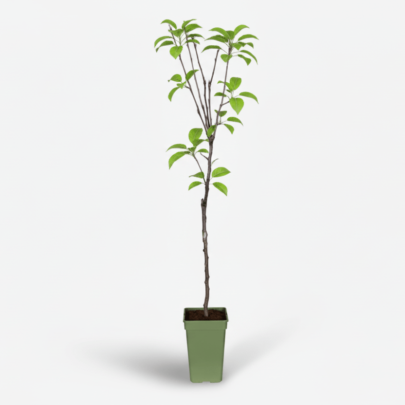 Malus Domestica Elstar — Manzano — Ø19 cm — H60 cm - Verdeia - 2