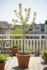 Malus Domestica Elstar — Manzano — Ø19 cm — H60 cm - Verdeia - 3
