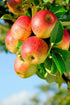 Malus domestica &