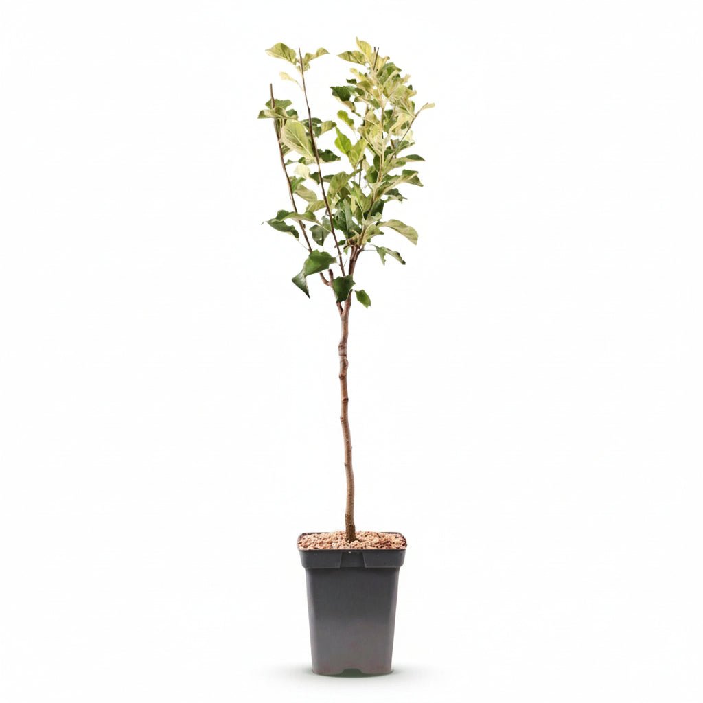 Malus domestica &
