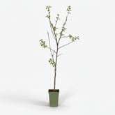 Malus Domestica Jonagold — Manzano — Ø19 cm — H60 cm - Verdeia - 2