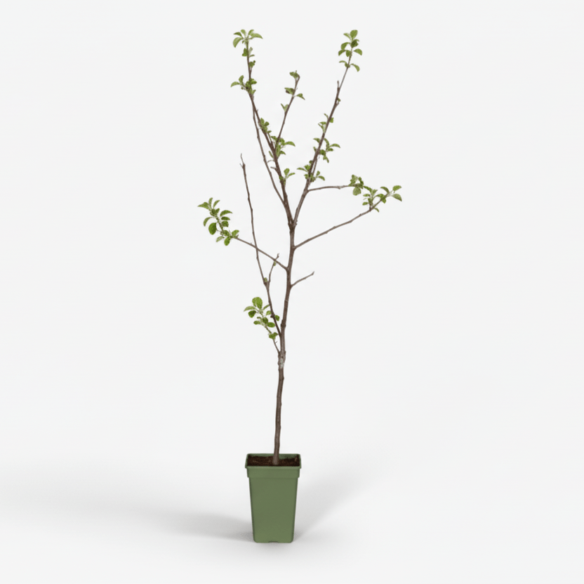 Malus Domestica Jonagold — Manzano — Ø19 cm — H60 cm - Verdeia - 2