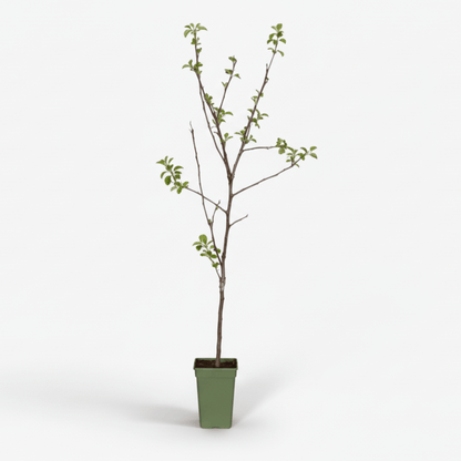 Malus Domestica Jonagold — Manzano — Ø19 cm — H60 cm - Verdeia - 2