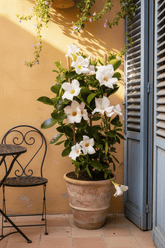 Mandevilla &