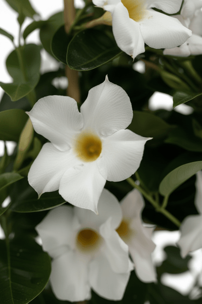 Mandevilla &