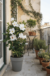 Mandevilla &