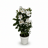 Mandevilla &