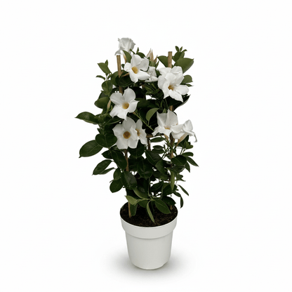 Mandevilla &