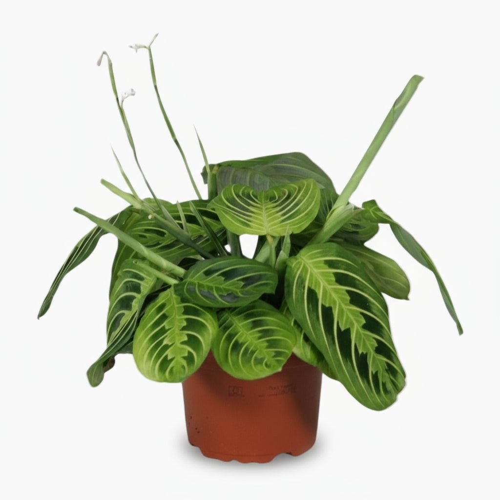 Maranta leuconeura ‘Fascinator Lemon Lime’ - Plante de prière - Verdeia