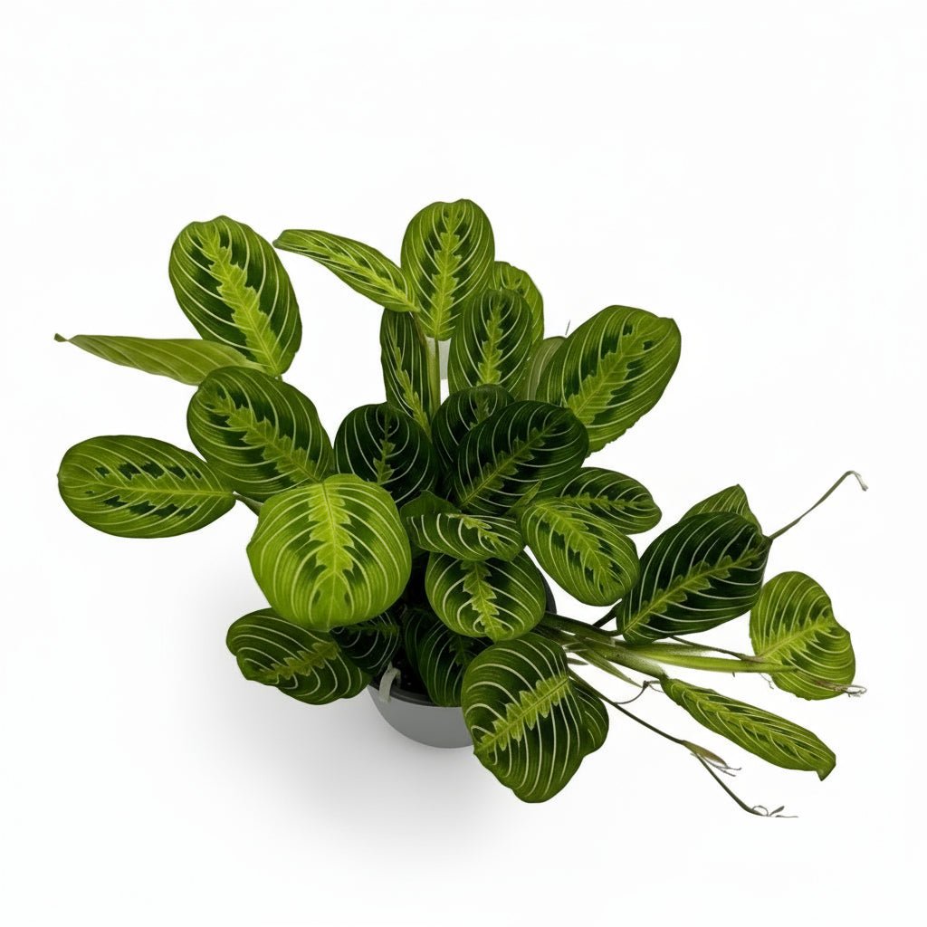 Maranta leuconeura ‘Fascinator Lemon Lime’ - Plante de prière - Verdeia