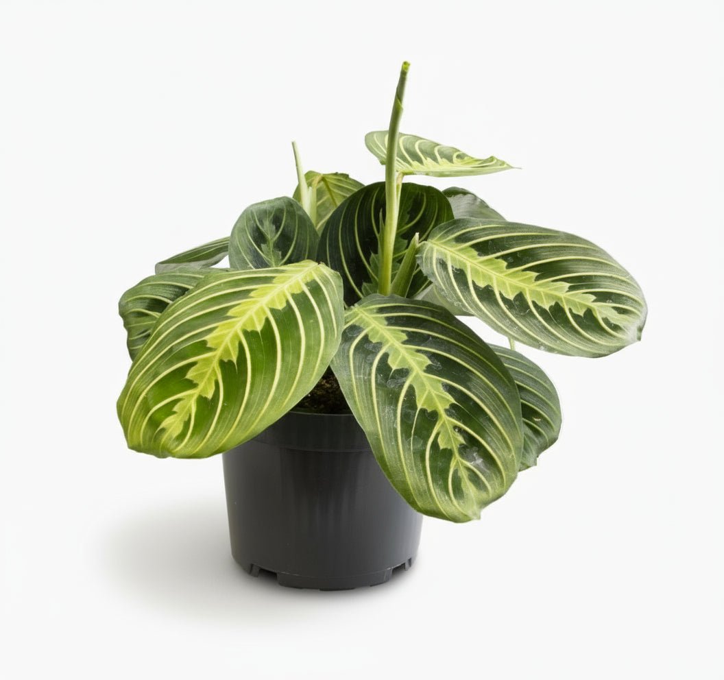 Maranta leuconeura ‘Fascinator Lemon Lime’ - Plante de prière - Verdeia