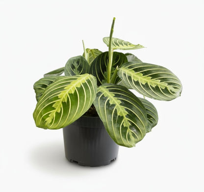 Maranta leuconeura ‘Fascinator Lemon Lime’ - Plante de prière - Verdeia