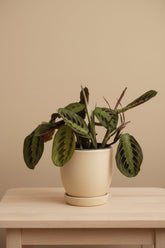 Maranta leuconeura &