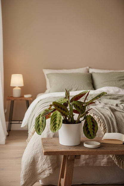 Maranta Leuconeura Fascinator sobre una consola al pie de la cama en un dormitorio