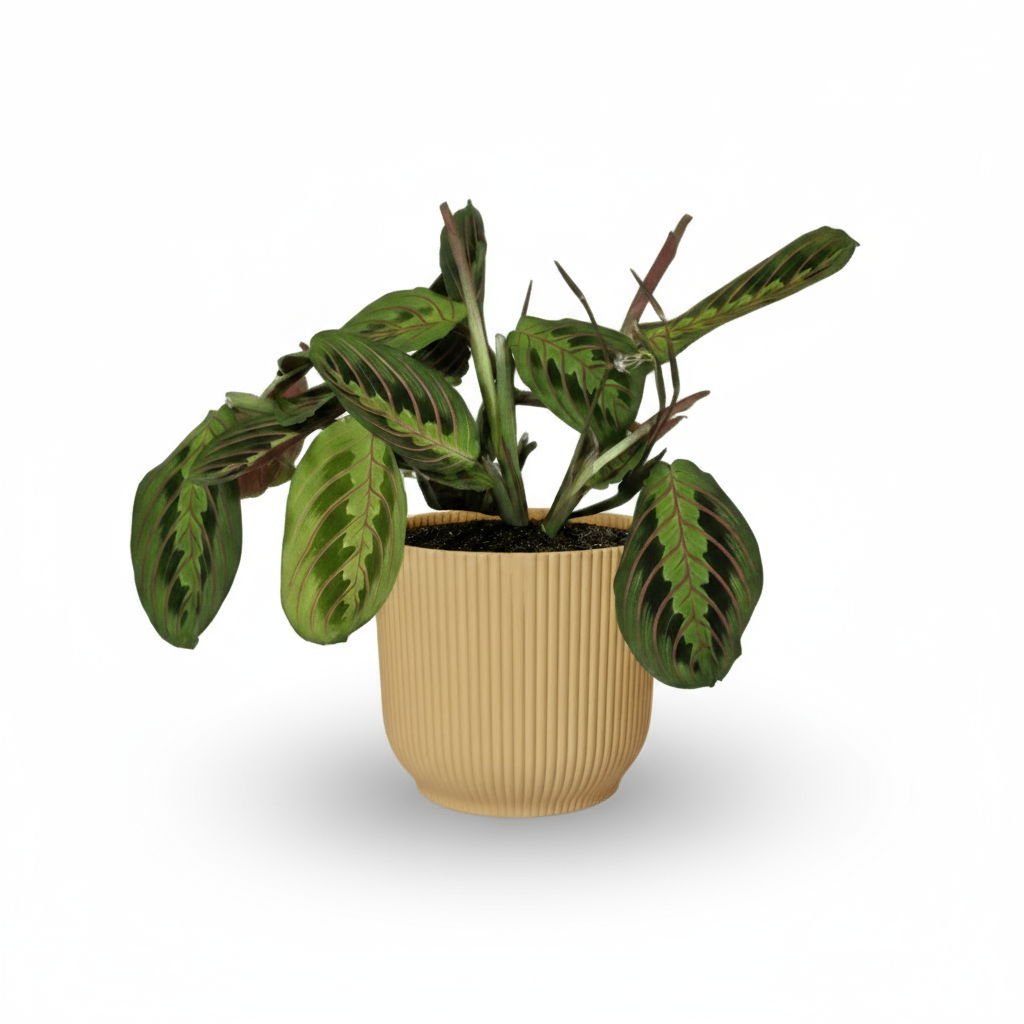 Maranta leuconeura ‘Fascinator’ – Plante dormeuse / Prayer Plant - Verdeia