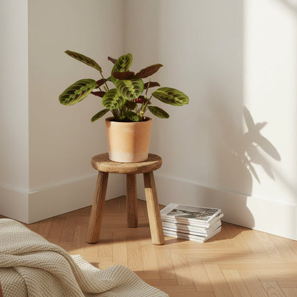 Maranta leuconeura ‘Fascinator’ – Plante dormeuse / Prayer Plant - Verdeia