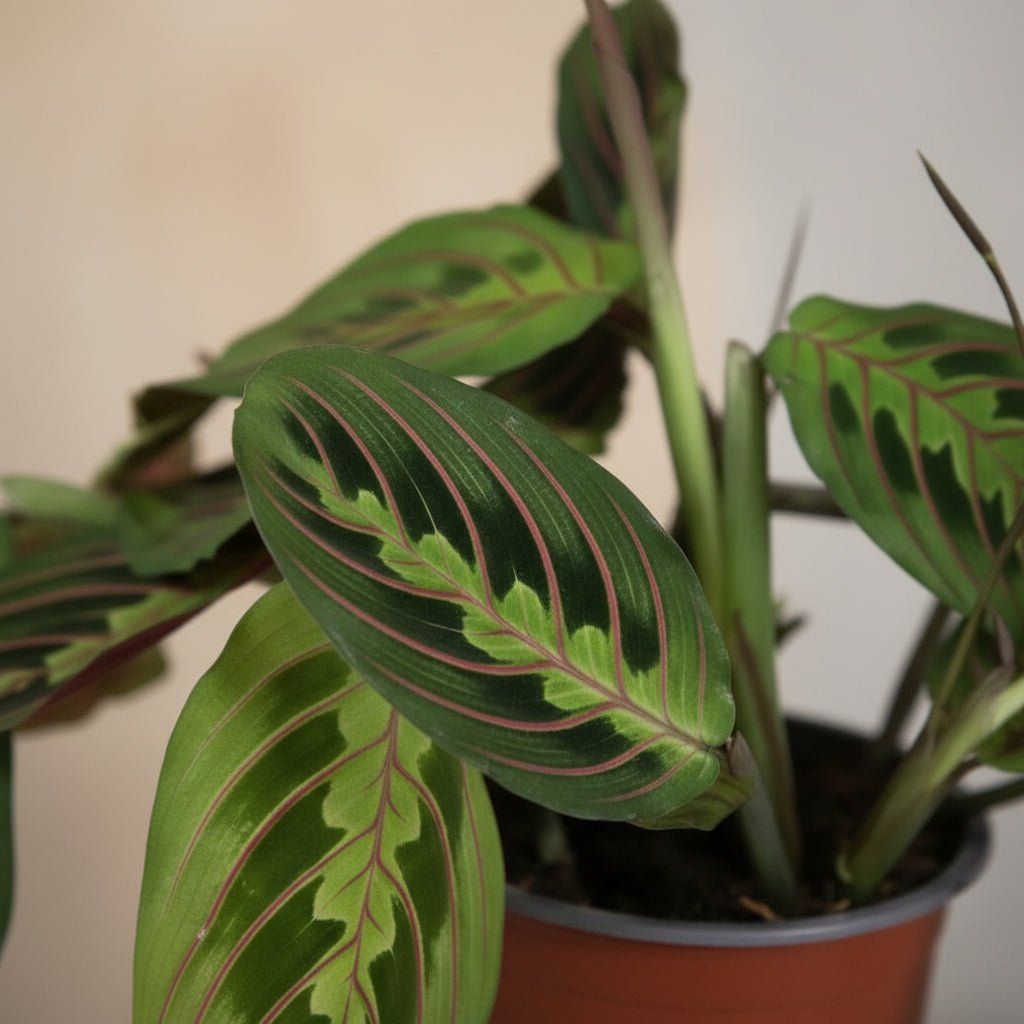 Maranta leuconeura ‘Fascinator’ – Plante dormeuse / Prayer Plant - Verdeia
