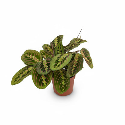 Maranta leuconeura ‘Fascinator’ – Plante dormeuse / Prayer Plant - Verdeia