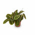 Maranta leuconeura ‘Fascinator’ – Plante dormeuse / Prayer Plant - Verdeia