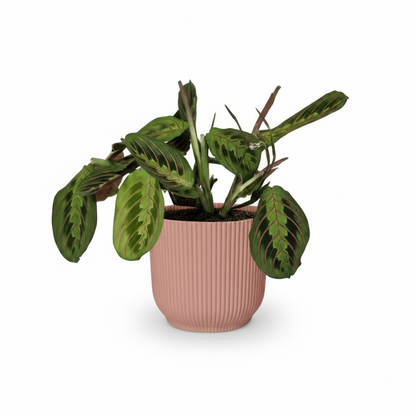Maranta leuconeura ‘Fascinator’ – Plante dormeuse / Prayer Plant - Verdeia
